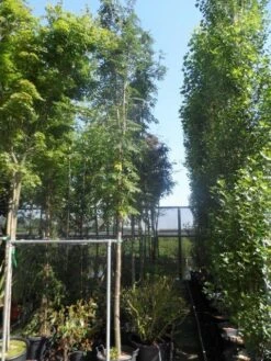 Lijsterbes (Sorbus Aucuparia 'Edulis') -PlantenPracht Winkel sorbus aucuparia edulis 14 16ho cont