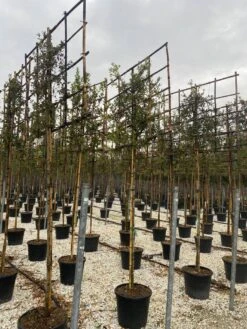 Steeneik Als Leiboom (Quercus Ilex) -PlantenPracht Winkel steeneik leivorm 15x120 4