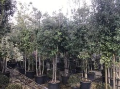 Steeneik Meerstammig (Quercus Ilex) -PlantenPracht Winkel steeneikmeerstam01