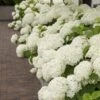 Hortensia (Hydrangea 'Strong Annabelle') 2 Hortensia (Hydrangea 'Strong Annabelle') -PlantenPracht Winkel strong annabelle 10