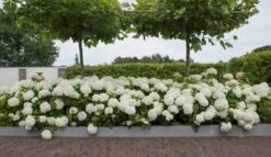 Hortensia (Hydrangea 'Strong Annabelle') -PlantenPracht Winkel strong annabelle 11 1