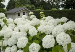 Hortensia (Hydrangea 'Strong Annabelle') -PlantenPracht Winkel strong annabelle 2 1