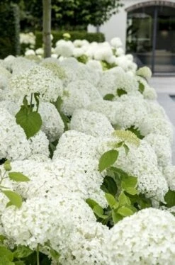 Hortensia (Hydrangea 'Strong Annabelle') -PlantenPracht Winkel strong annabelle 9 1