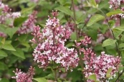 Sering (Syringa Microphylla 'Superba') -PlantenPracht Winkel superba micr