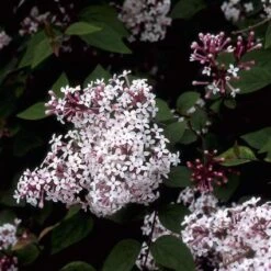 Sering (Syringa Microphylla 'Superba') -PlantenPracht Winkel symsuper 10