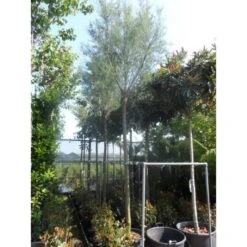 Tamarisk Als Boom (Tamarix Gallica) -PlantenPracht Winkel tamarisk tamarix gallica 32085999 80e