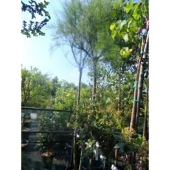 Tamarisk Als Boom (Tamarix Gallica) -PlantenPracht Winkel tamarisk tamarix gallica 32085999 ccb 1