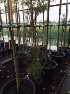 Tamarisk (Tamarix Ramosissima) -PlantenPracht Winkel tamarisk 3