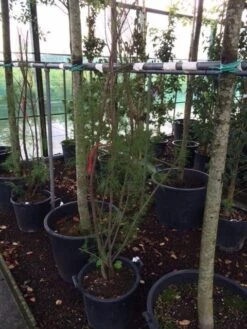 Tamarisk (Tamarix Ramosissima) -PlantenPracht Winkel tamarisk 4