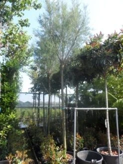 Tamarisk Als Boom (Tamarix Tetrandra) 13 Tamarisk Als Boom (Tamarix Tetrandra) -PlantenPracht Winkel tamarix 1