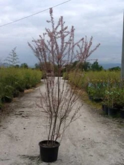 Tamarisk (Tamarix Ramosissima) -PlantenPracht Winkel tamarix c20