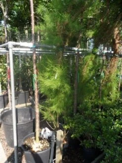 Tamarisk (Tamarix Ramosissima) -PlantenPracht Winkel tamarix ramosissima 150 175 c20