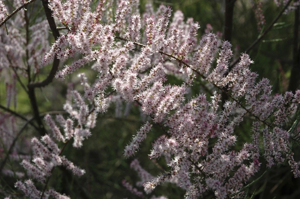 Tamarisk Als Boom (Tamarix Tetrandra) 4 Tamarisk Als Boom (Tamarix Tetrandra) - Afbeelding 2