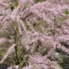 Tamarisk Als Boom (Tamarix Tetrandra) -PlantenPracht Winkel tamarix tetrandra02