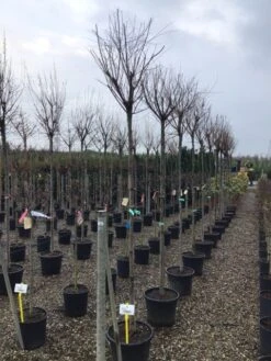 Tamarisk Als Boom (Tamarix Gallica) -PlantenPracht Winkel tamarixgallica01