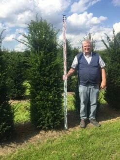 Grote Venijnboom (Taxus Baccata) -PlantenPracht Winkel taxus 200225 x 5060 1 1