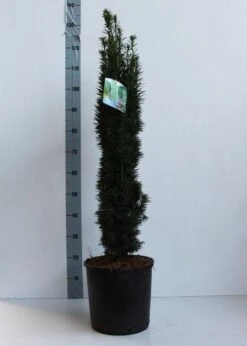 Zuiltaxus (Taxus Baccata 'Fastigiata Robusta') -PlantenPracht Winkel taxus b fastigiata robusta 80 100 cm co. 12l kopie 2
