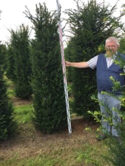 Grote Venijnboom (Taxus Baccata) -PlantenPracht Winkel taxus baccaata 225250x5060 1 1