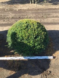 Grote Taxusbol (Taxus Baccata) 20 Grote Taxusbol (Taxus Baccata) -PlantenPracht Winkel taxus baccata 100 cm platte bol drkl 1 1