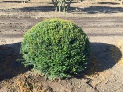 Grote Taxusbol (Taxus Baccata) -PlantenPracht Winkel taxus baccata 100 cm platte bol drkl 2 2