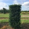 Taxus Als Haagelement (Taxus Baccata) -PlantenPracht Winkel taxus baccata 125x60x60 1 1