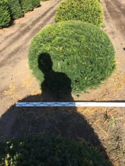 Grote Taxusbol (Taxus Baccata) 22 Grote Taxusbol (Taxus Baccata) -PlantenPracht Winkel taxus baccata 140 cm platte bol drkl 1 1