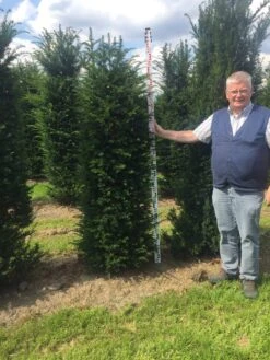 Nieuwkomers -PlantenPracht Winkel taxus baccata 180200 x 50 60 1