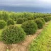 Grote Taxusbol (Taxus Baccata) -PlantenPracht Winkel taxus baccata 50 cm halve bol drkl 1