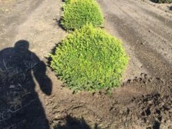 Grote Taxusbol (Taxus Baccata) -PlantenPracht Winkel taxus baccata 60 cm platte bol drkl 2