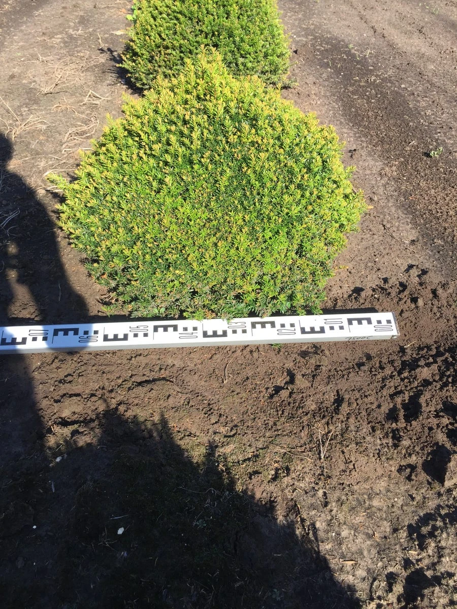 Grote Taxusbol (Taxus Baccata) 7 Grote Taxusbol (Taxus Baccata) - Afbeelding 5