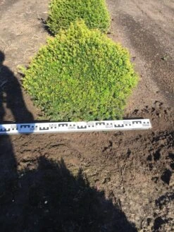 Grote Taxusbol (Taxus Baccata) -PlantenPracht Winkel taxus baccata 70 cm platte bol drkl 2