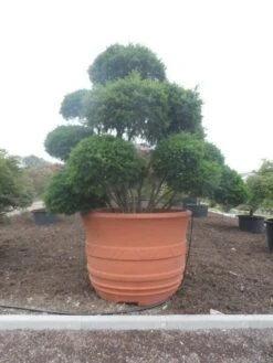 Taxus Als Bonsai (Taxus Baccata) -PlantenPracht Winkel taxus baccata bonsai 300 400 c1800 1