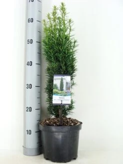 Zuiltaxus (Taxus Baccata 'Fastigiata Robusta') -PlantenPracht Winkel taxus baccata fastigiata robusta zomer c3 m 3