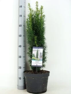 Zuiltaxus (Taxus Baccata 'Fastigiata Robusta') -PlantenPracht Winkel taxus baccata fastigiata robusta zomer c5 m 2