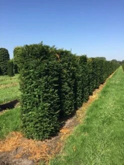 Taxus Als Haagelement (Taxus Baccata) -PlantenPracht Winkel taxus baccata h160x60x60 cm 3 1