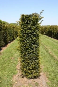 Taxus Als Haagelement (Taxus Baccata) -PlantenPracht Winkel taxus baccata h175x50x50 cm 1