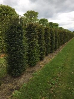 Taxus Als Haagelement (Taxus Baccata) -PlantenPracht Winkel taxus baccata h175x50x50cm 2