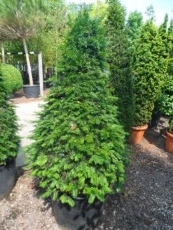 Taxus Als Kegel (Taxus Baccata) 20 Taxus Als Kegel (Taxus Baccata) -PlantenPracht Winkel taxus baccata kegel 140 160 c90 1