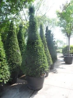 Taxus Als Kegel (Taxus Baccata) 19 Taxus Als Kegel (Taxus Baccata) -PlantenPracht Winkel taxus baccata kegel 200 225 250 c285 1