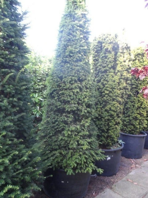 Taxus Als Kegel (Taxus Baccata) 9 Taxus Als Kegel (Taxus Baccata) - Afbeelding 7
