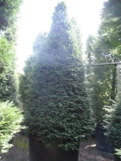 Taxus Als Kegel (Taxus Baccata) 21 Taxus Als Kegel (Taxus Baccata) -PlantenPracht Winkel taxus baccata kegel 275 300 350 c1000 1