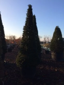 Taxus Als Kegel (Taxus Baccata) -PlantenPracht Winkel taxus baccata kegel 300 c285 inkoop 475