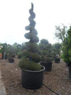 Taxus Als Spiraal (Taxus Baccata) -PlantenPracht Winkel taxus baccata spiraal 350 400 c750