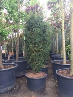 Taxus (Taxus Media 'Hicksii') -PlantenPracht Winkel taxus hicksii 1 1