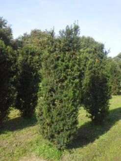 Taxus (Taxus Media 'Hicksii') -PlantenPracht Winkel taxus hicksii 200 225 1