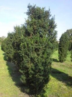 Taxus (Taxus Media 'Hicksii') -PlantenPracht Winkel taxus hicksii 275 300 1 1