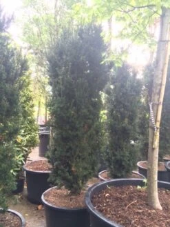 Taxus (Taxus Media 'Hicksii') -PlantenPracht Winkel taxus hicksii 2