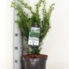 Taxus (Taxus Media 'Densiformis') -PlantenPracht Winkel taxus media densiformis c3 m 1 1