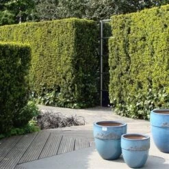 Taxus (Taxus Media 'Hicksii') -PlantenPracht Winkel taxus media hicksii