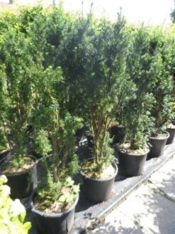 Taxus (Taxus Media 'Hicksii') -PlantenPracht Winkel taxus media hicksii 120 140 c35